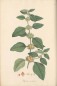Preview: Ashwagandha bio
